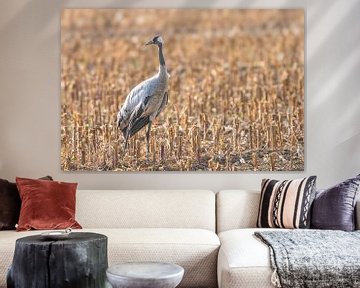 Kraanvogel rust en voedt zich in een veld tijdens de herfstmigratie