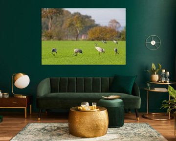 Kraanvogels rusten in een veld tijdens de herfst