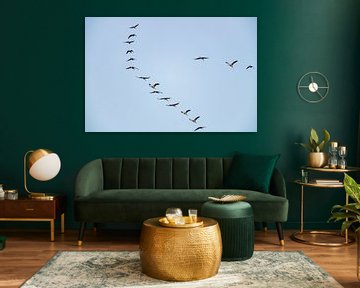 Kraanvogels vliegend in de lucht tijdens de herfst