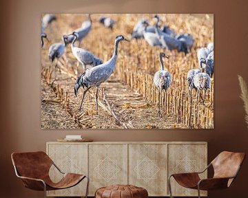 Kraanvogels rusten en voeden in een veld tijdens de herfst