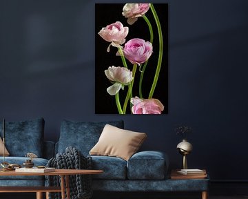 Flower picture Ranunculus by Sabine Schemken