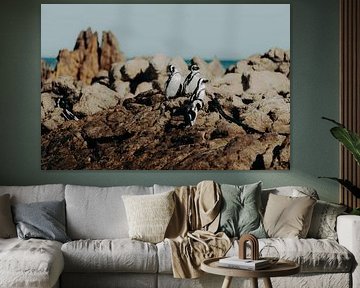 Pinguine in Betty's Bay 2 von Andy Troy