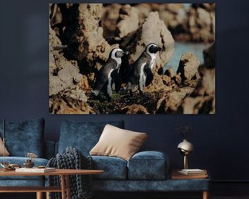 Pinguine in Betty's Bay 4 von Andy Troy