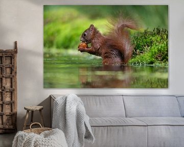 Écureuil dans l'eau