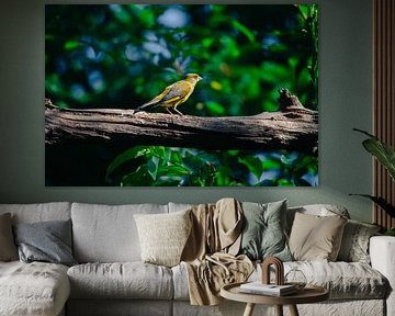 Verdier sur une branche