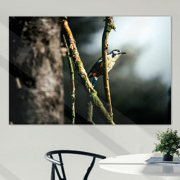 Un pic épeiche sur une branche