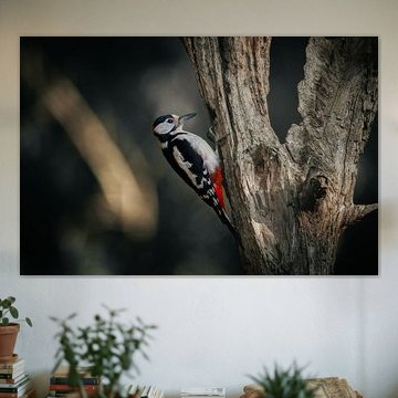 pic épeiche sur un arbre