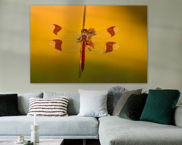 Bandheidelibel hanging from a reed stalk