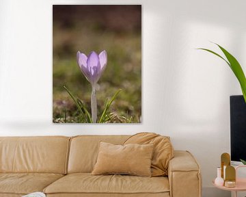 Krokussen in het ochtendlicht van Christina Bauer Photos