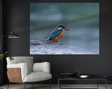 Eisvogel von Martin Korelski Naturphotografie