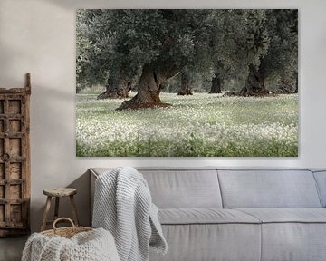 Olive trees on flower carpet