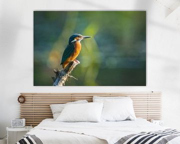 Kingfisher by Sander Meertins