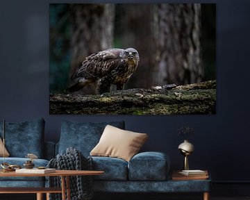 Buizerd Buteo buteo