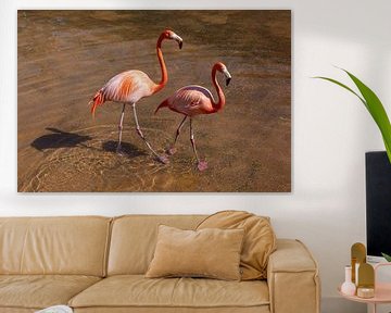 Flamingos in San Diego