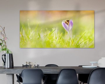 Bij op een crocus in de lente