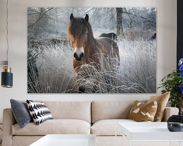 Wild paard in de winter in natuurgebied Drents Friese Wold in Drenthe van Robin Verhoef