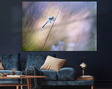 Black Darter with dew by Judith Borremans