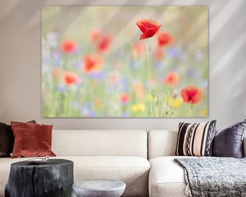 Poppies in the field by Judith Borremans