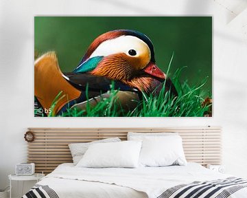 MANDARIN DUCK von Christopher Beham