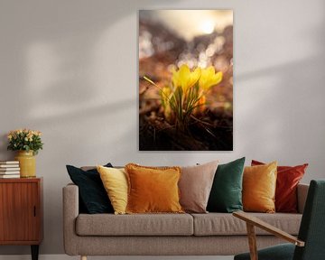 Lente Ontwaakt: Krokussen in het Gouden Licht van bart dirksen