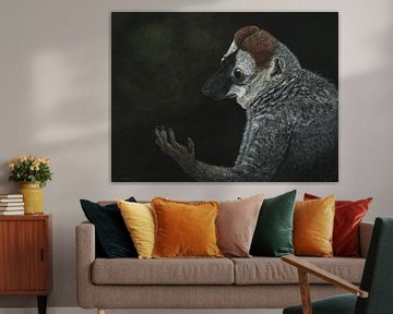 Rotstirnmaki, Eulemur rufifrons