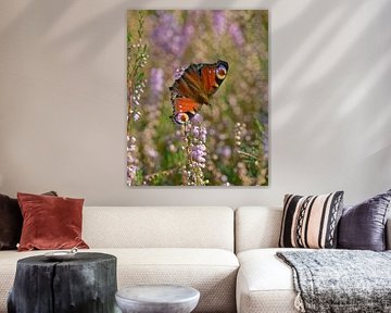 Day peacock on flowering heather, a splash of colour! by Ronald Harmsen