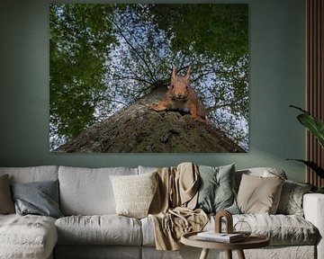 Hallo Eichhörnchen von Clifton Buitink