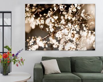 Bloesem Betoverd door Zonlicht in een Dromerige Compositie