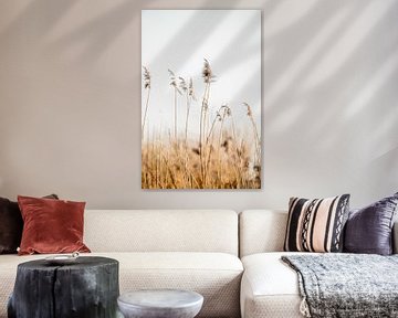 Rietpluimen Dansend in de Wind met Minimalistische Achtergrond