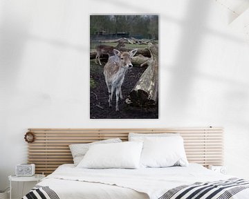 nieuwsgierige damhinde van SchraMedia
