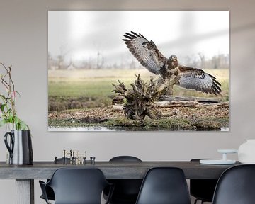Buizerd met gespreide vleugels
