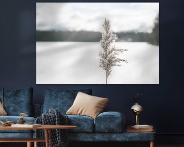 Pflaumengras mit Schnee im gefrorenen See