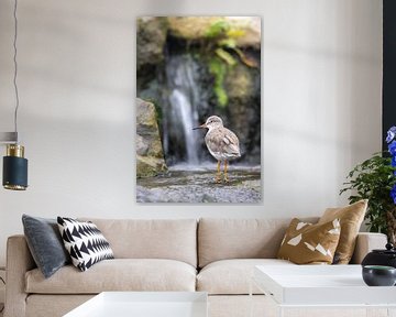 Een tureluur poserend voor een waterval van Piet Hein Schuijff