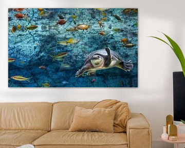 Tortue sous l'eau entourée de plusieurs poissons tropicaux colorés