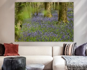 Hallerbos avec de belles jacinthes