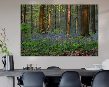 La forêt de Haller avec de belles cloches bleues parmi les arbres dans la lumière du soleil