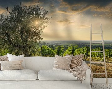 Bolgheri wijngaarden en een olijfboom bij zonsondergang, Toscane van Stefano Orazzini