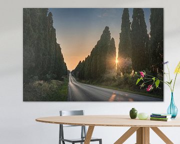 De laan van Bolgheri en de zon tussen de bomen van Stefano Orazzini