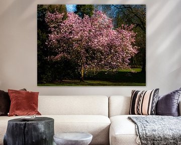 blooming magnolia by Dieter Walther