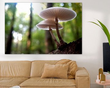 Mushrooms by Milou Ynema