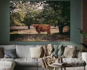 Schotse hooglander onder een boom van MdeJong Fotografie