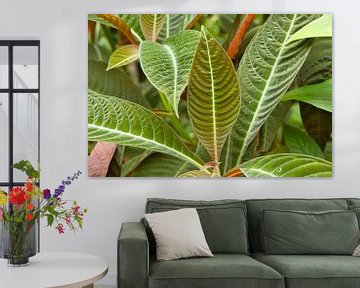 Tropische plant met grote bladeren en nerven van Erika van Elst