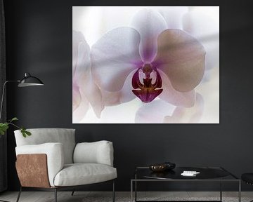 Orchid -orchidée by Reiner Borner