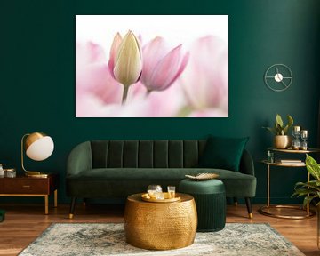 Soft pink green tulips - macro photography print