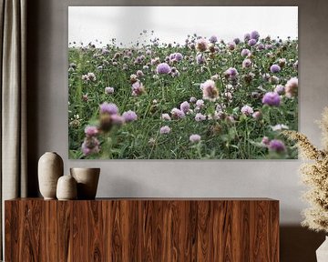 Klaverbloemen in een weide. Bloemenweide in groen en roze.