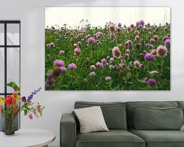 Klaverbloemen in een weide. Bloemenweide in groen en roze.