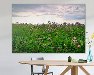 Klaverbloemen in een weide. Bloemenweide in groen en roze.