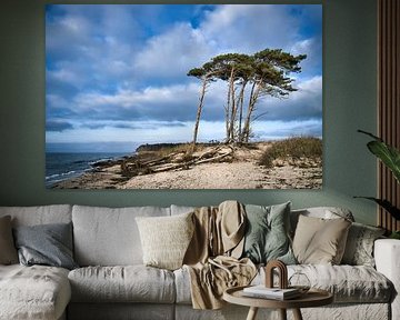 Trees shaped by the wind on the Baltic Sea beach.
