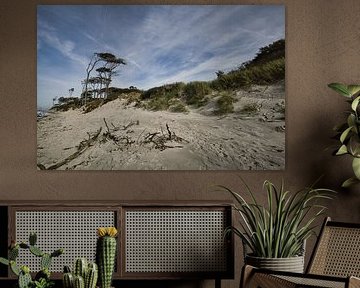 Bomen gevormd door de wind op het strand van de Baltische Zee.