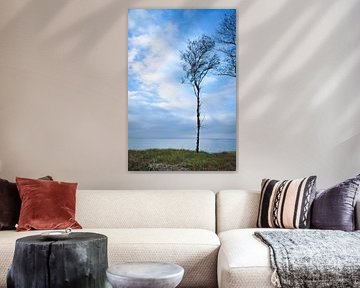 Bomen gevormd door de wind op het strand van de Baltische Zee.
